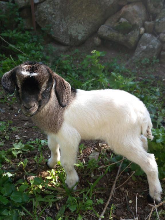 Willa Turismo Rurale L'Agliuledda Sant'Antonio di Gallura Zewnętrze zdjęcie