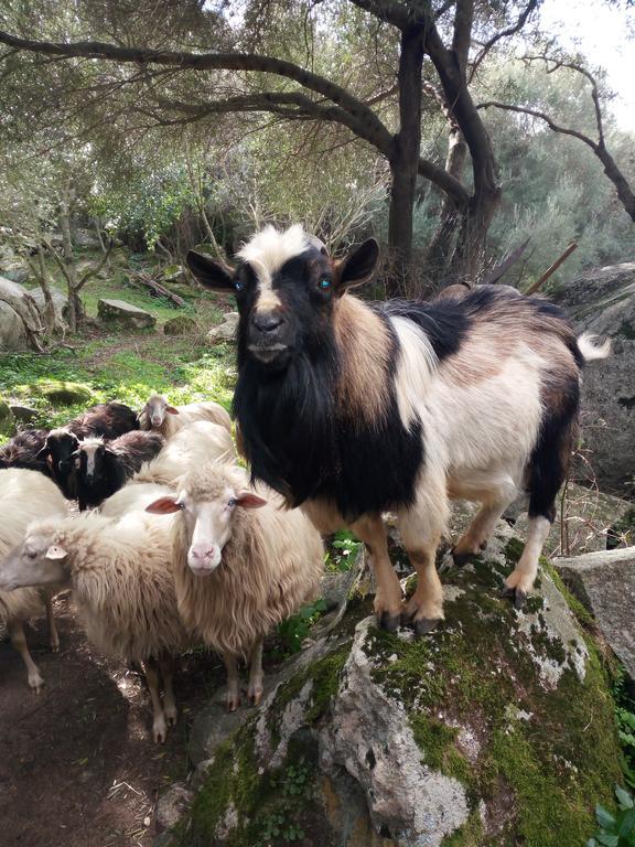 Willa Turismo Rurale L'Agliuledda Sant'Antonio di Gallura Zewnętrze zdjęcie